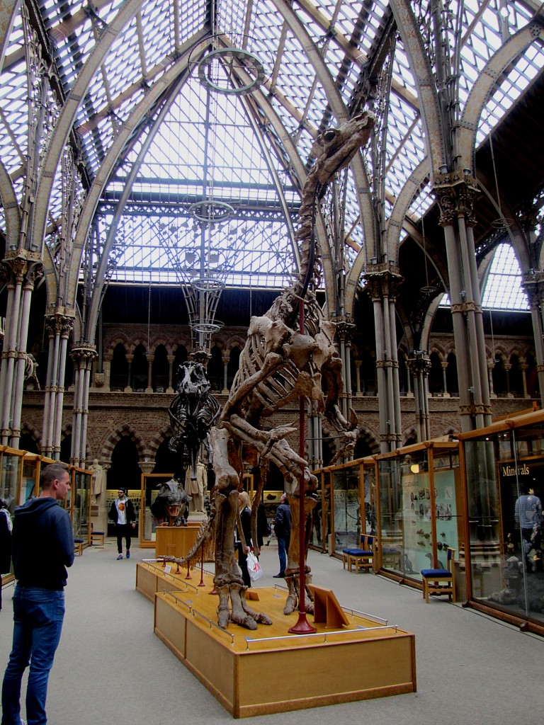 An iguanodon skeleton.