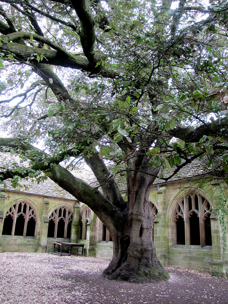 It's the scene where Draco Malfoy is mocking Harry from up in the tree, and then gets turned into a ferret by Mad-Eye Moody. This is an ilex, an evergreen oak variety. It's not used to the cooler climate here in Oxford, and so has leached all the nutrients from the soil around it, leaving a large dead space.